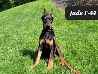 Doberman Pinscher dogs JADE - Ad 17