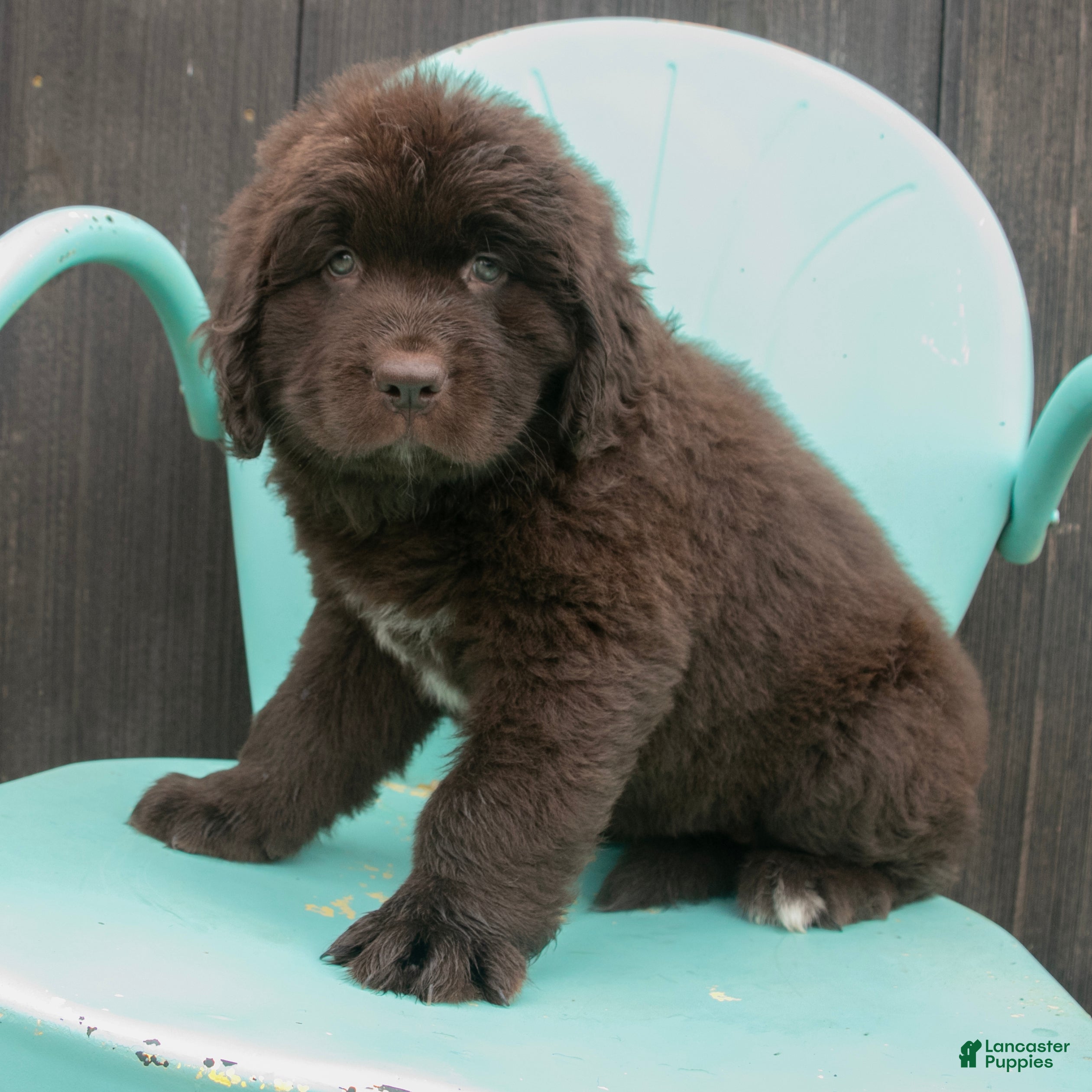 Newfoundland dogs Amber - Ad 1