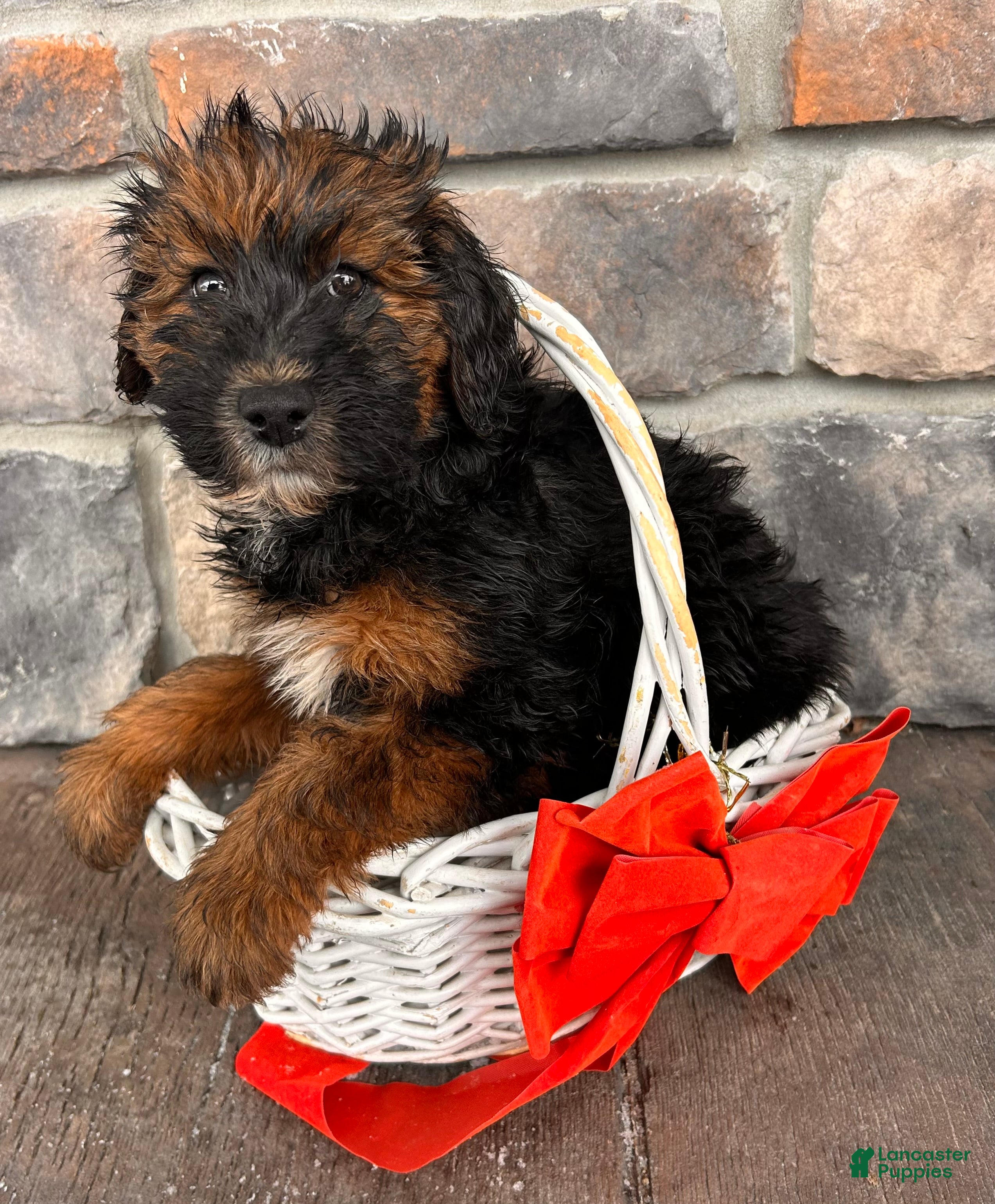 Whoodle dogs Willow - Ad 6