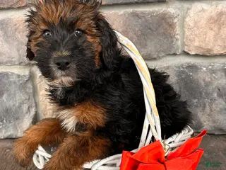 Whoodle dogs Willow - Ad 6