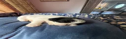 Shih Tzu dogs for sale: Shih Tzu 5 - Ad 4