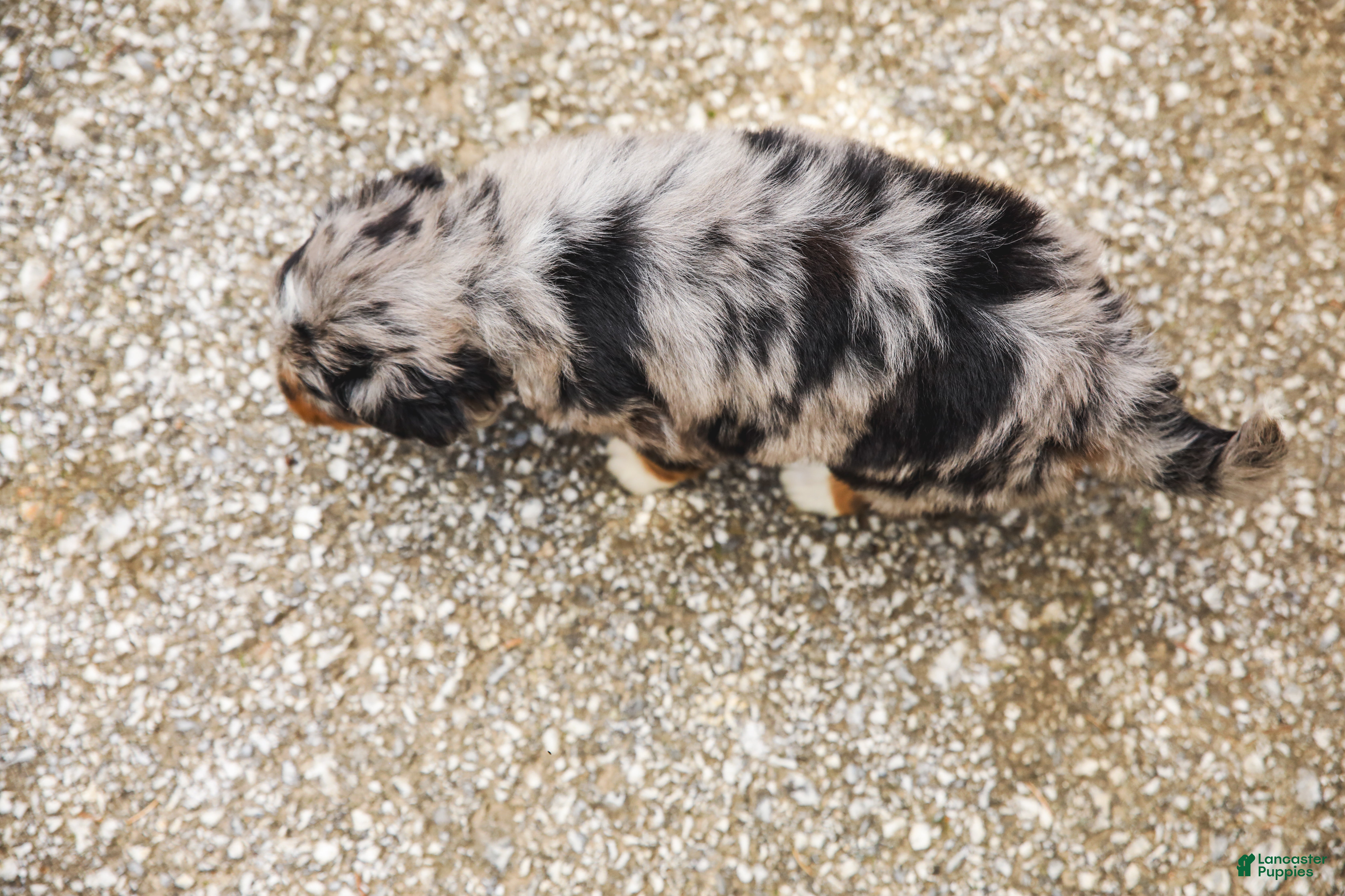 Aussiedoodle dogs Violet Standard Sized - Ad 2