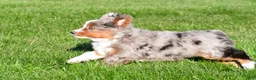 Miniature Australian Shepherd dogs for sale: Andre - Ad 9