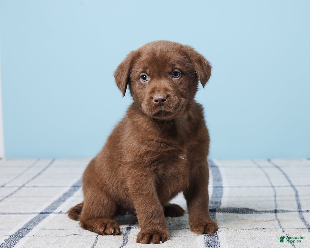 Labrador Retriever dogs for sale: Ronny - Ad 3