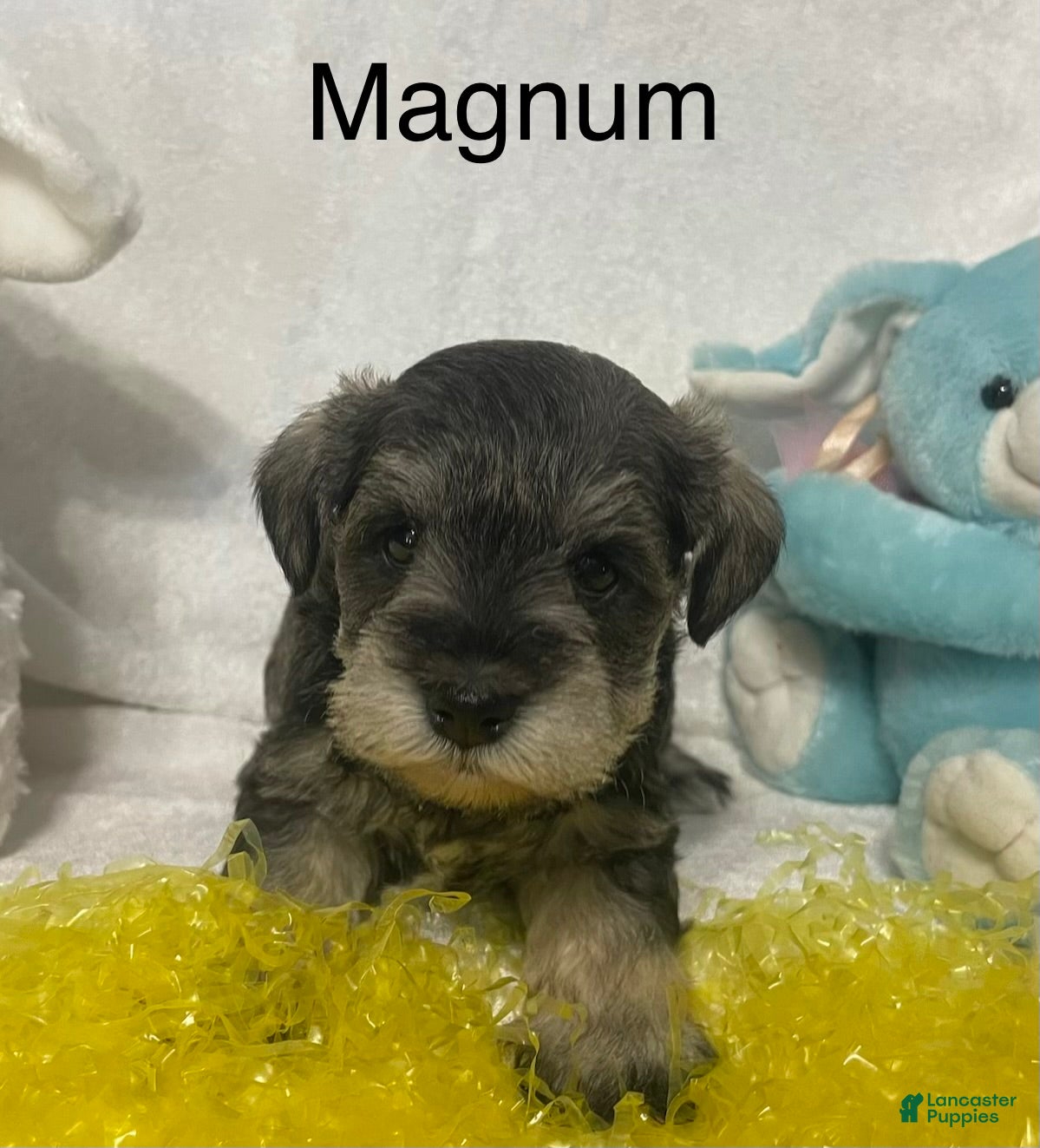 Miniature Schnauzer dogs Miniature Schnauzer Puppy 2 Magnum - Ad 2