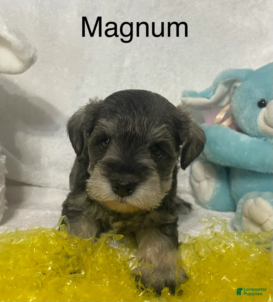 Miniature Schnauzer dogs for sale: Miniature Schnauzer Puppy 2 Magnum - Ad 2