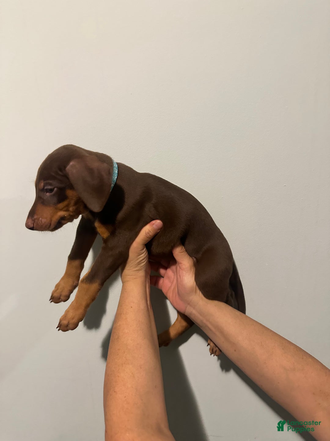 Doberman Pinscher dogs for sale: Doberman Pinscher Puppy 1 - Ad 1