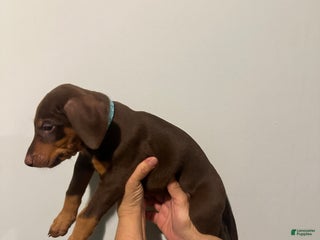 Doberman Pinscher dogs Doberman Pinscher Puppy 1 - Ad 25