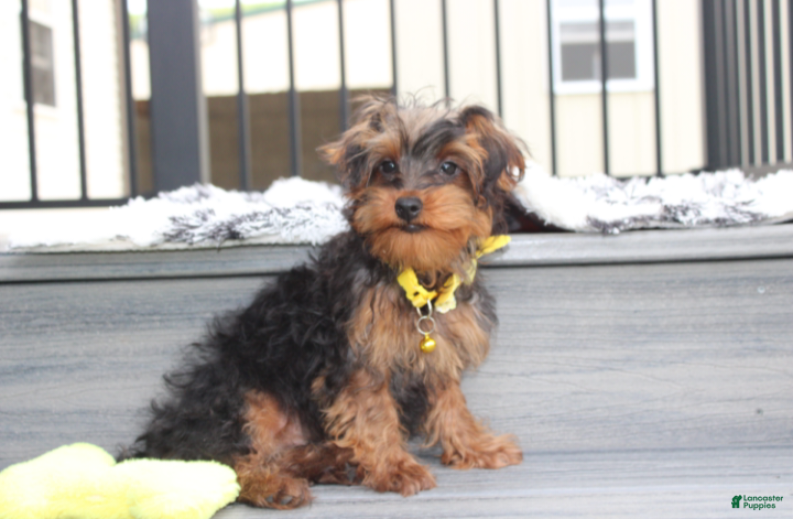 Yorkiepoo dogs Enzo - Ad 1