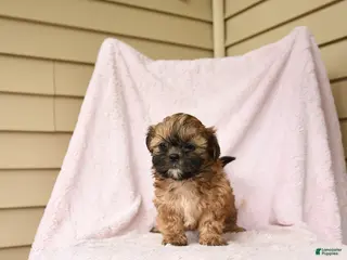 Bichpoo dogs for sale: Gingersnap - Ad 4