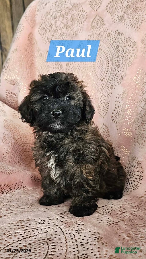 Shihpoo dogs Paul - Ad 27