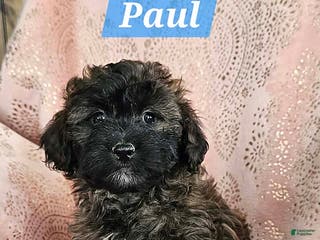 Shihpoo dogs Paul - Ad 27