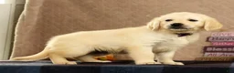 Golden Retriever dogs for sale: Grady - Ad 7