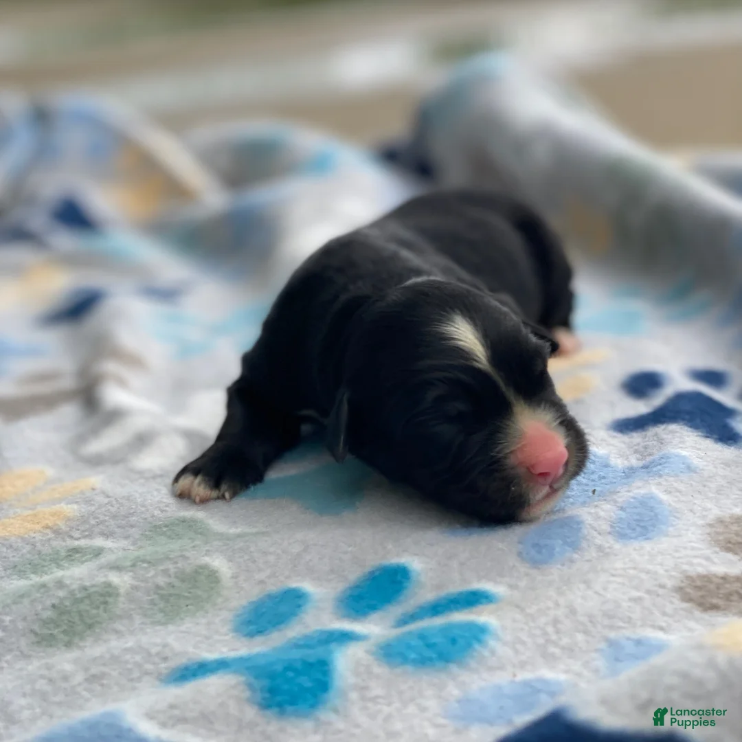 Mixed Breed dogs for sale: Sage - Ad 2