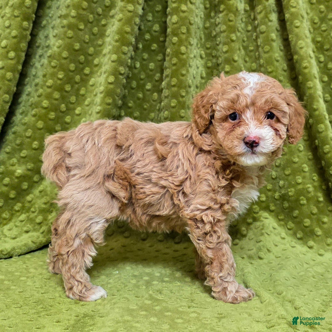 Standard Poodle dogs for sale: Cactus - Ad 4