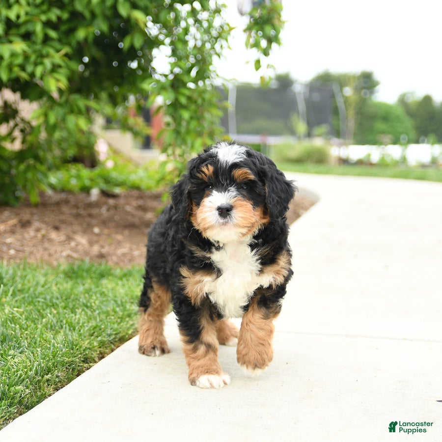 Bernedoodle dogs Bentley - Ad 1
