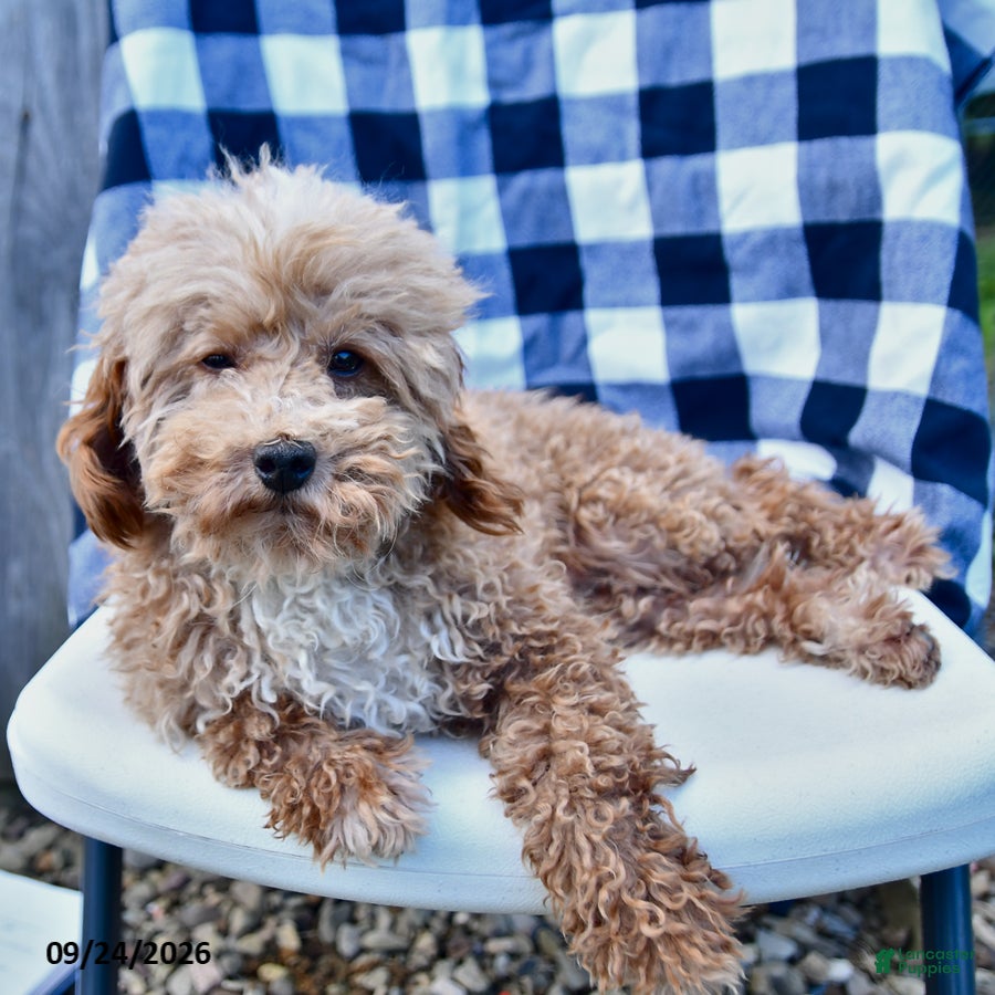 Toy Poodle dogs Bentley - Ad 1