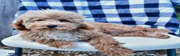 Toy Poodle dogs for sale: Bentley - Ad 1