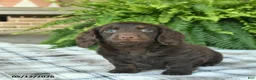 Miniature Dachshund dogs for sale: Owen  - Ad 4