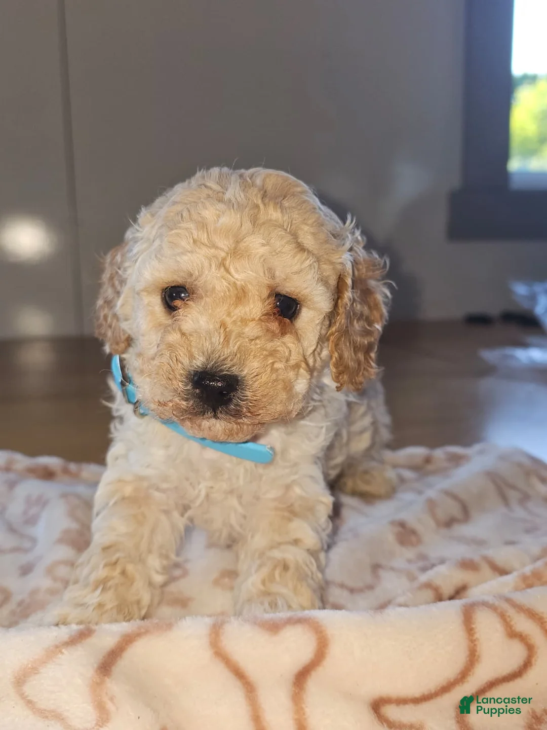 Miniature Poodle dogs for sale: Casper - Ad 2