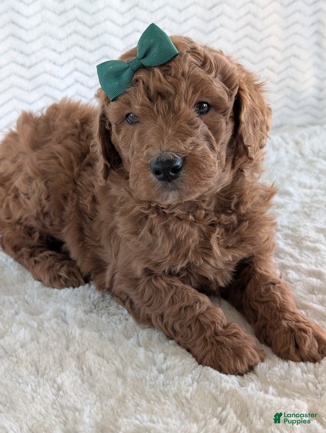 Goldendoodle dogs for sale: Teddy - Ad 8
