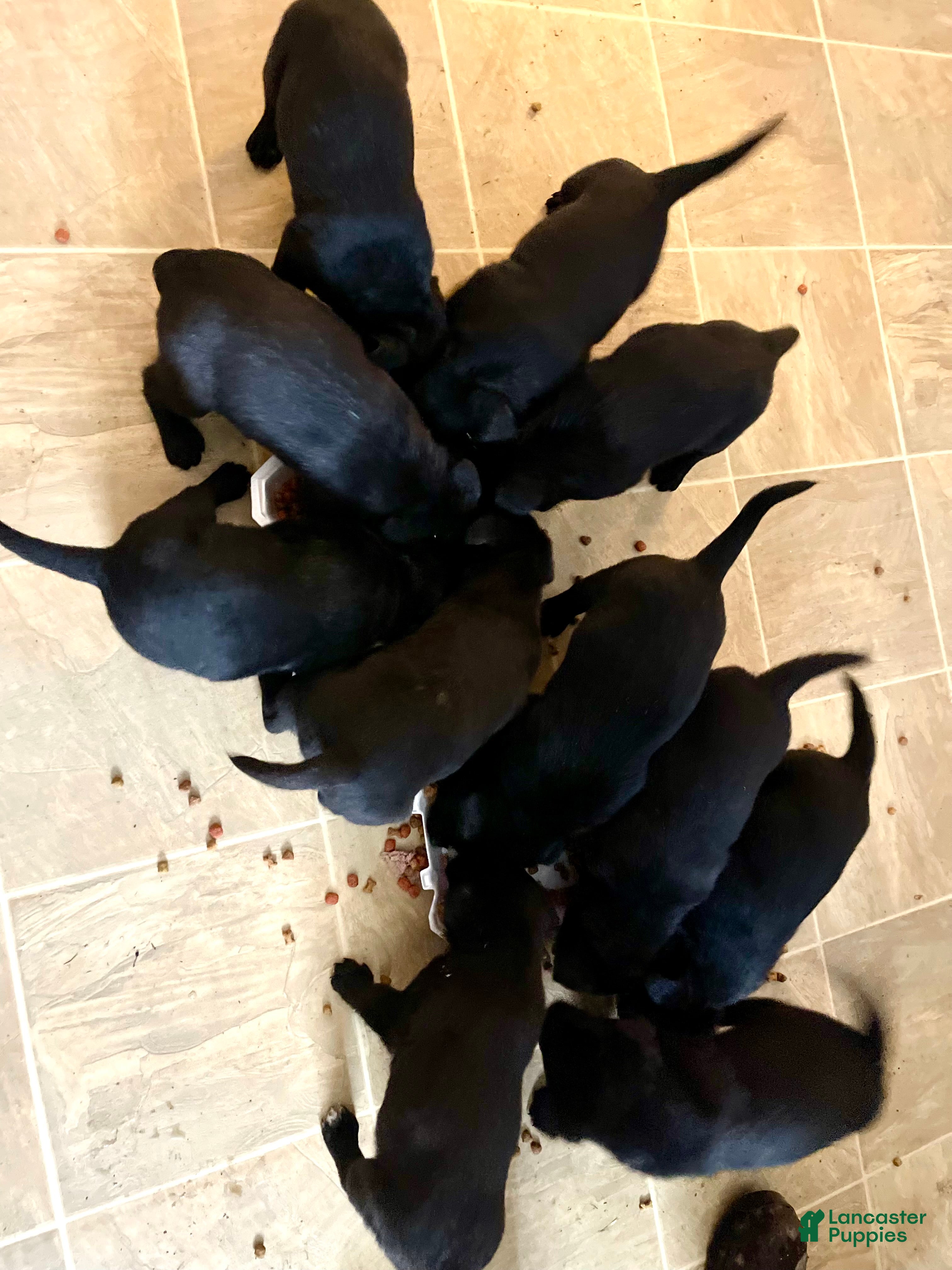 Mixed Breed dogs Mixed Breed Puppy 10 - Ad 6