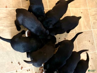 Mixed Breed dogs Mixed Breed Puppy 10 - Ad 8