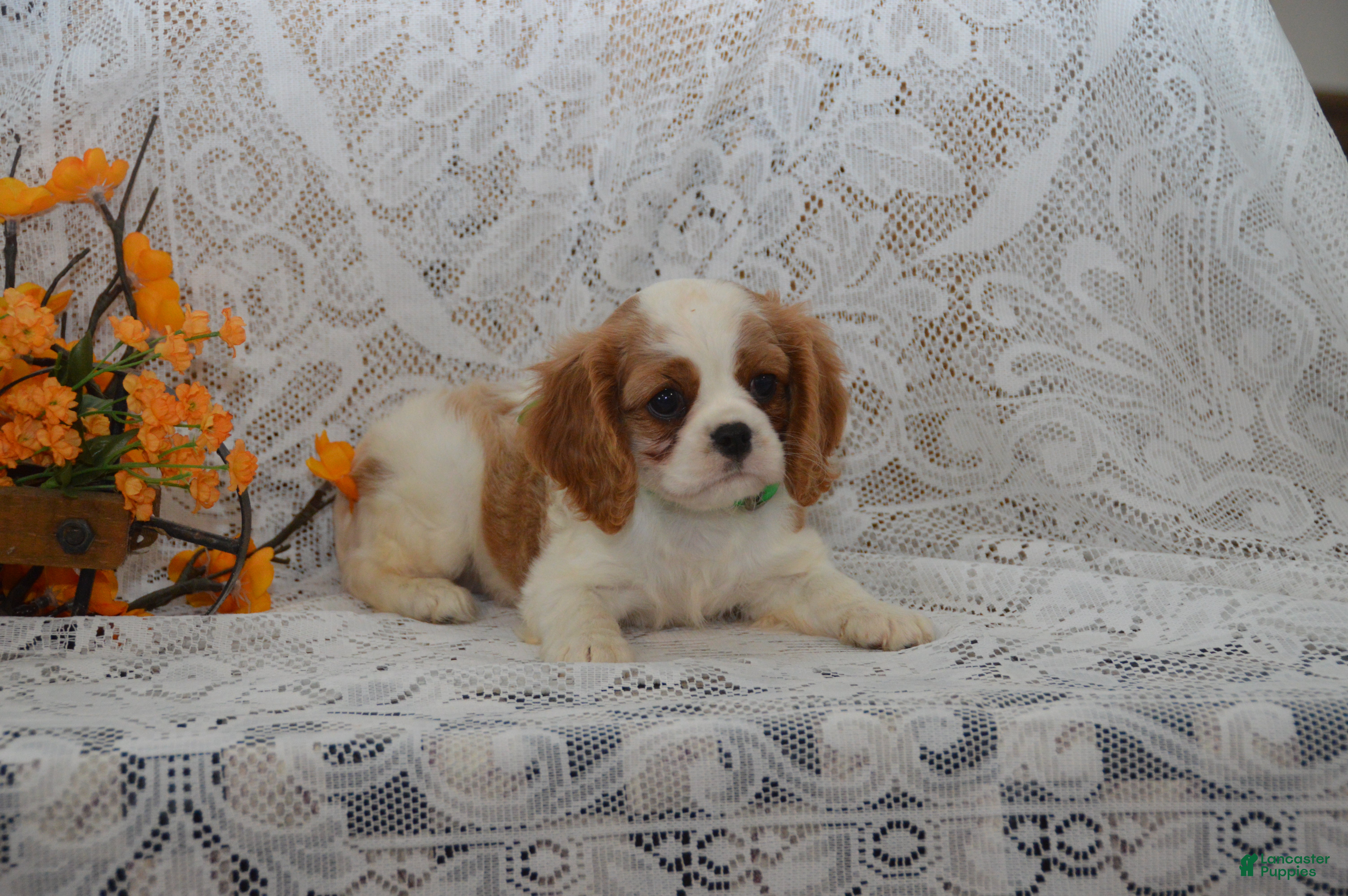Cavalier King Charles Spaniel dogs Wrenly - Ad 2