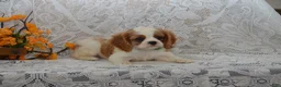 Cavalier King Charles Spaniel dogs for sale: Wrenly - Ad 2