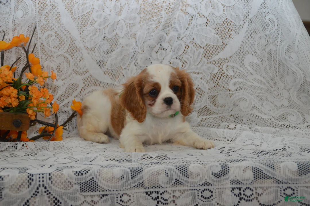 Cavalier King Charles Spaniel dogs for sale: Wrenly - Ad 2