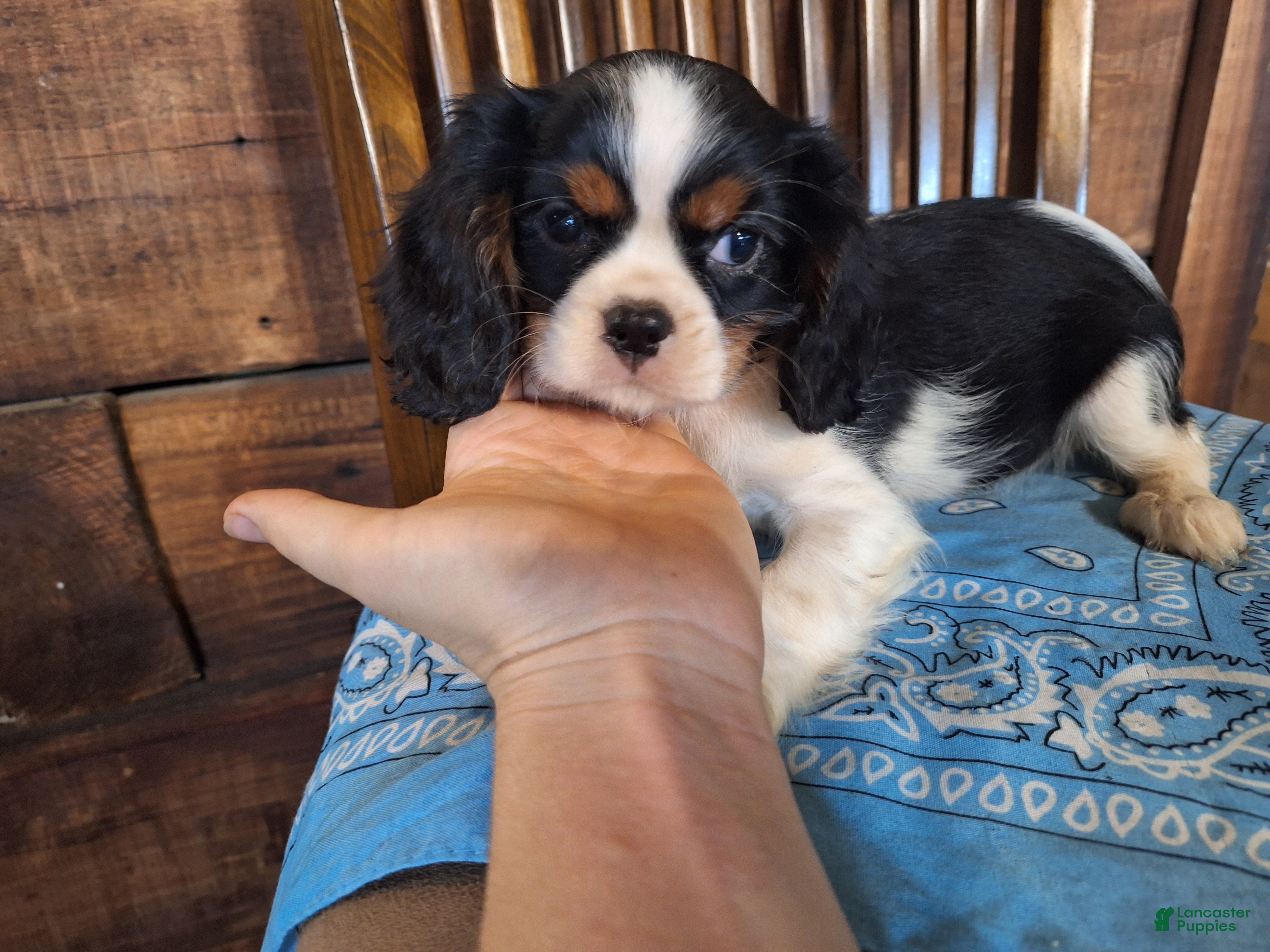Cavalier King Charles Spaniel dogs Wesley - Ad 2