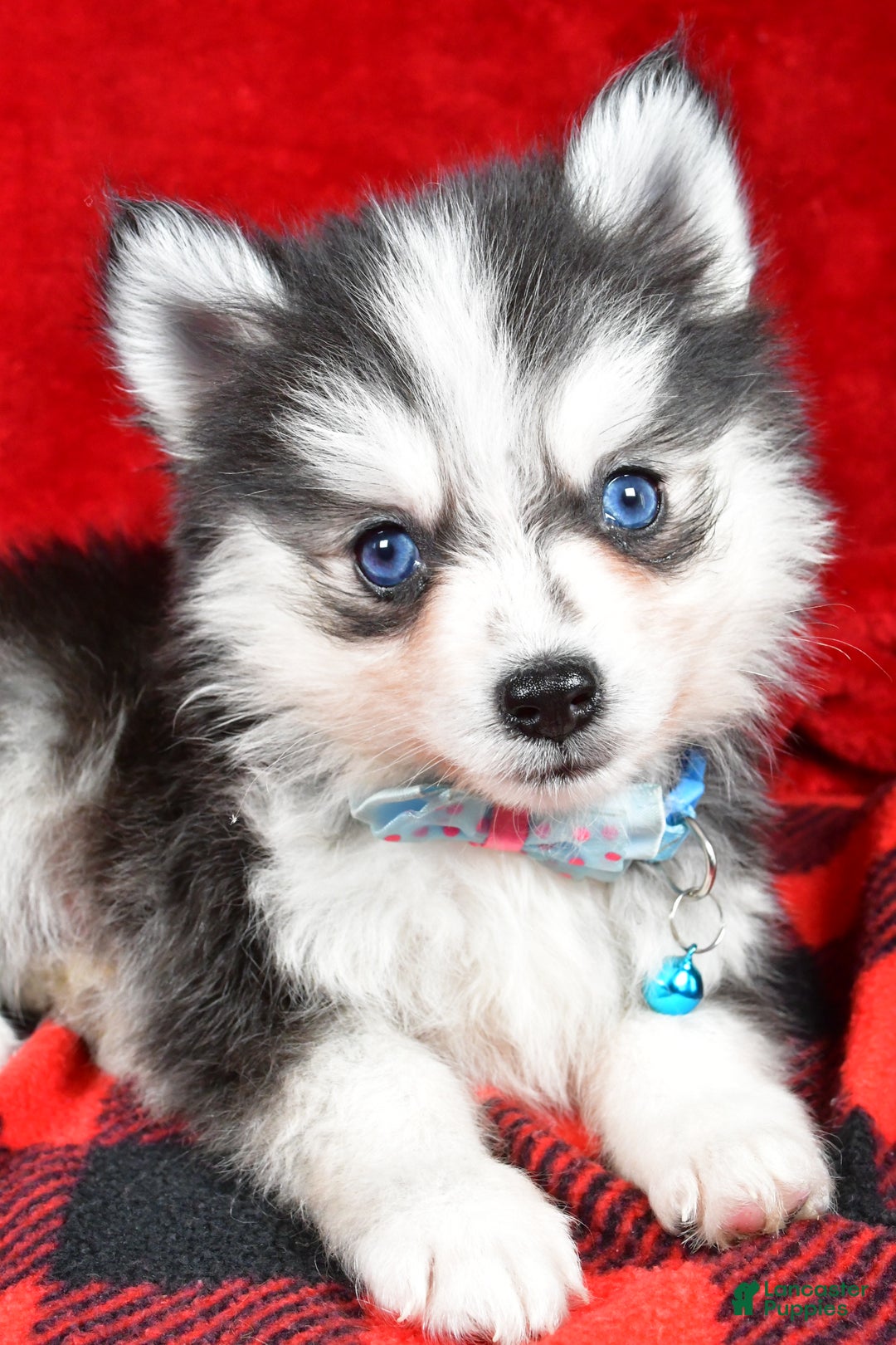 Pomsky dogs for sale: Ved - Ad 4