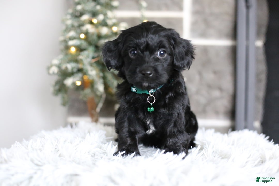 Yorkiepoo dogs for sale: Sutton - Ad 14