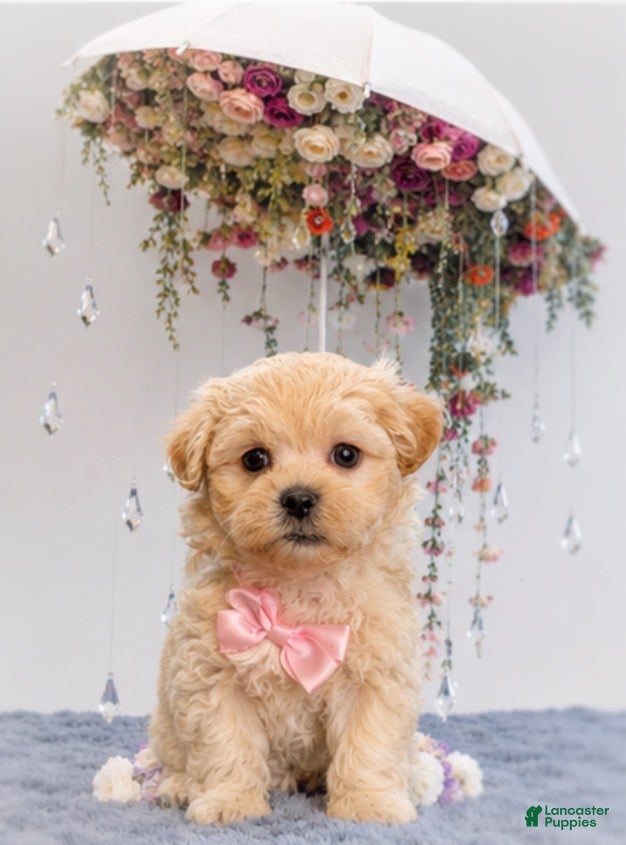 Malshi dogs Biscuit  - Ad 1