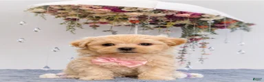 Biscuit 