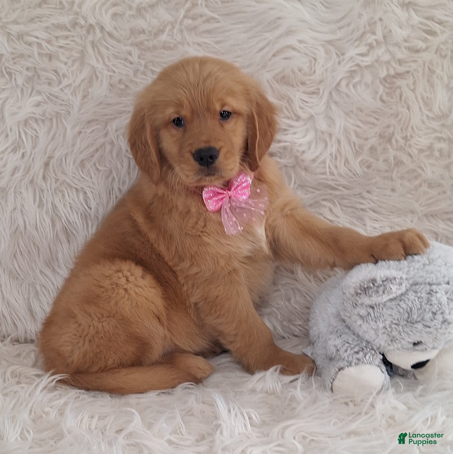 Golden Retriever dogs Loreto - Ad 27