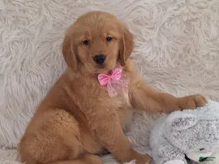 Golden Retriever dogs Loreto - Ad 27