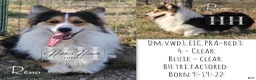 Welsh Corgi Pembroke dogs for sale: Rachel - Ad 9