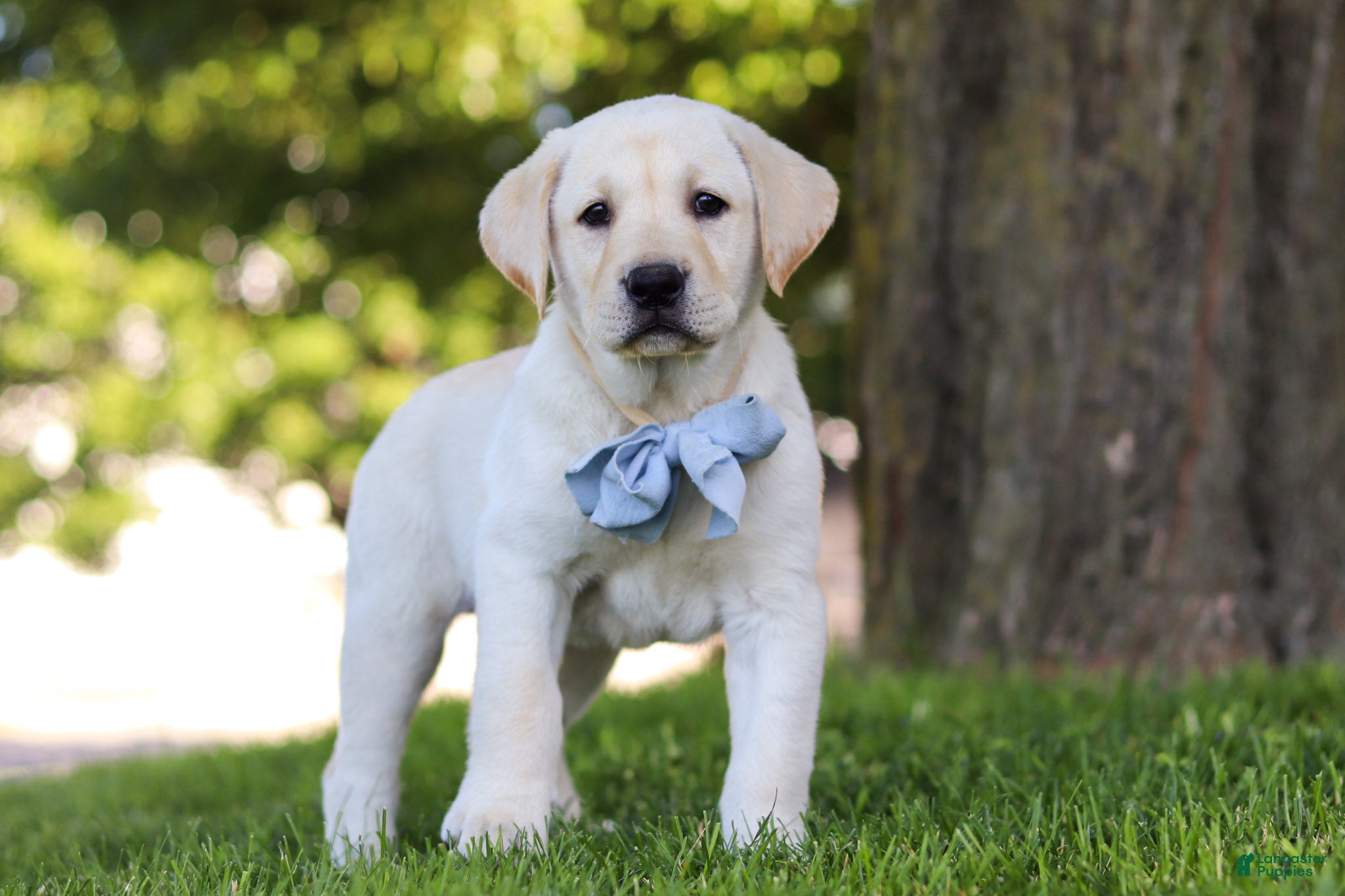 Labrador Retriever dogs for sale: Bert - Ad 1