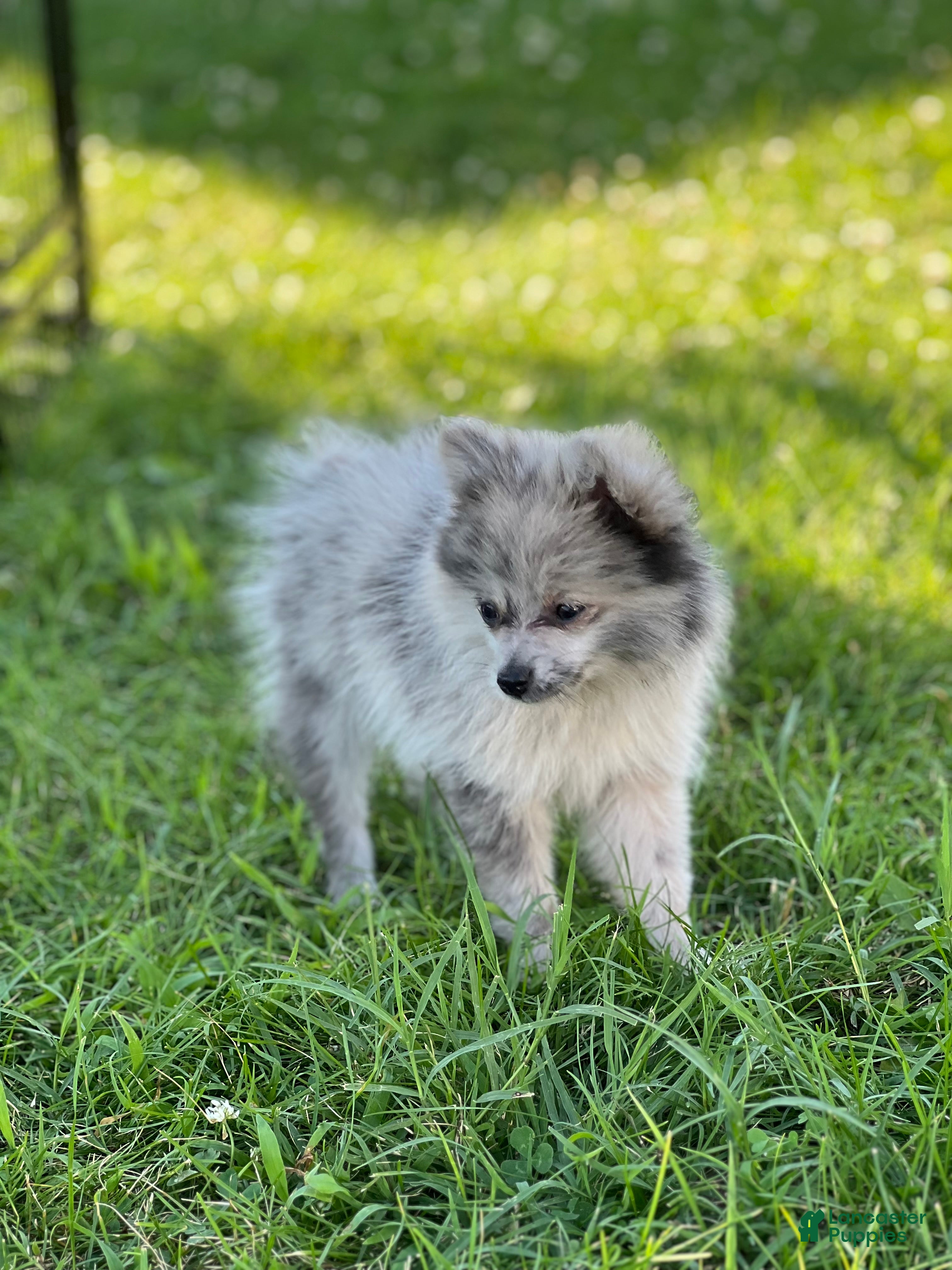 Pomeranian dogs Bluey - Ad 2