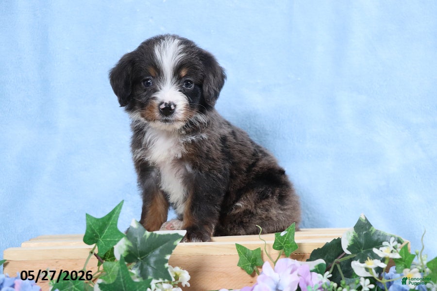 Mini Bernedoodle dogs Sophia - Ad 2