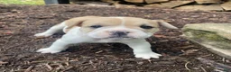 Mixed Breed dogs for sale: Lulu - Ad 6