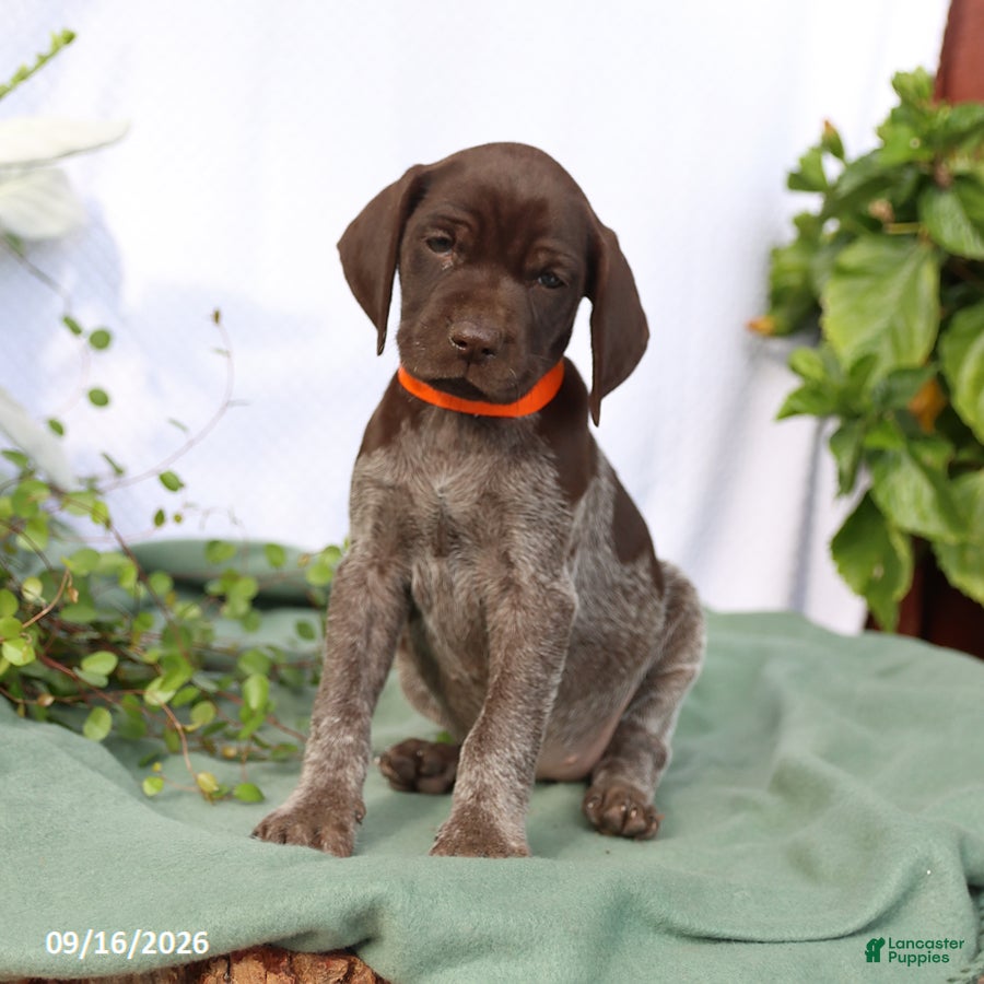 German Shorthaired Pointer dogs Macey - Ad 1