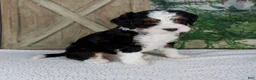Mini Bernedoodle dogs for sale: Tiffany - Ad 2