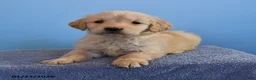 Golden Retriever dogs for sale: Olivia - Ad 3