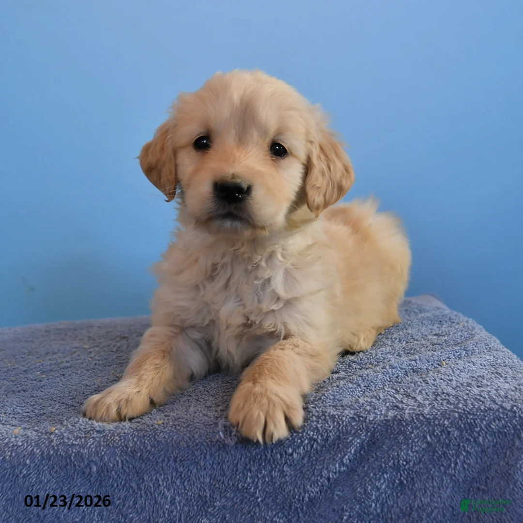 Golden Retriever dogs for sale: Olivia - Ad 3