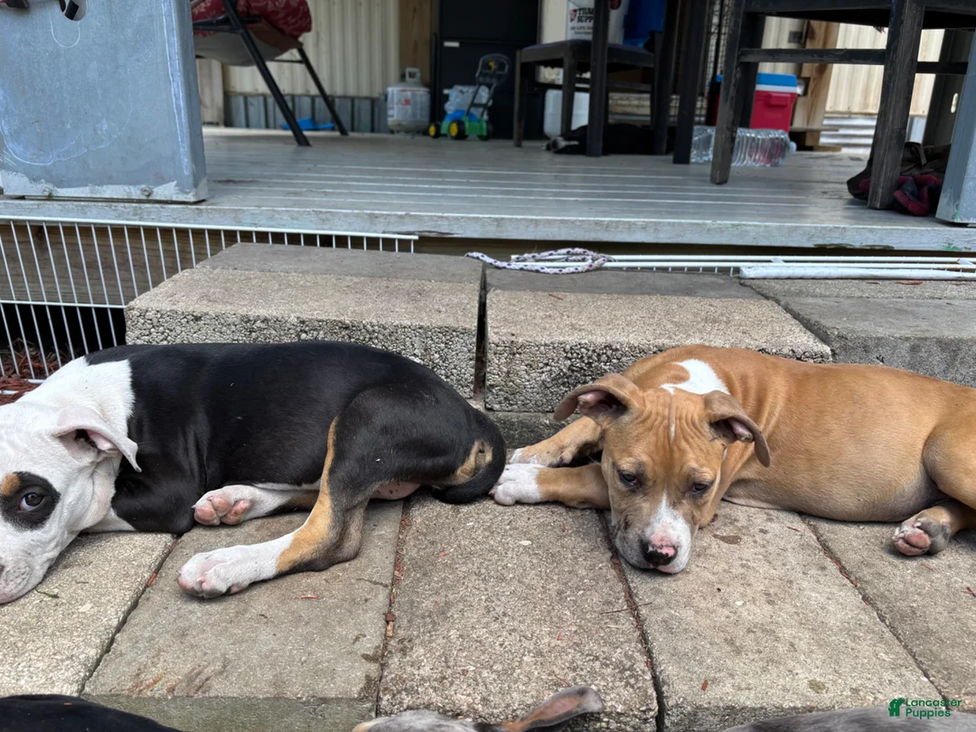 American Bully dogs for sale: American Bully Puppy 3 - Ad 2