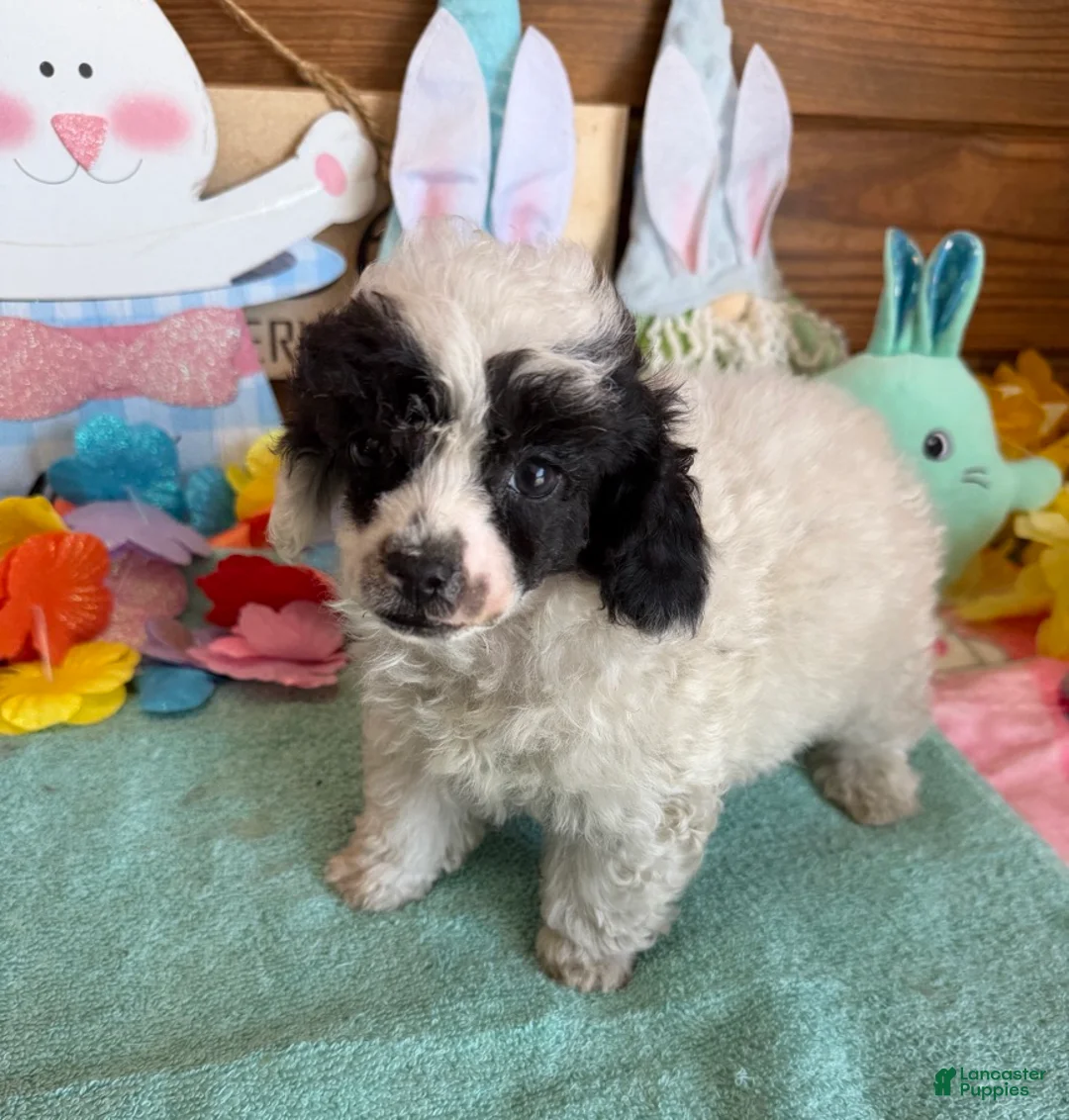 Toy Poodle dogs for sale: Bandit - Ad 1