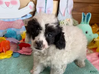 Toy Poodle dogs Bandit - Ad 20