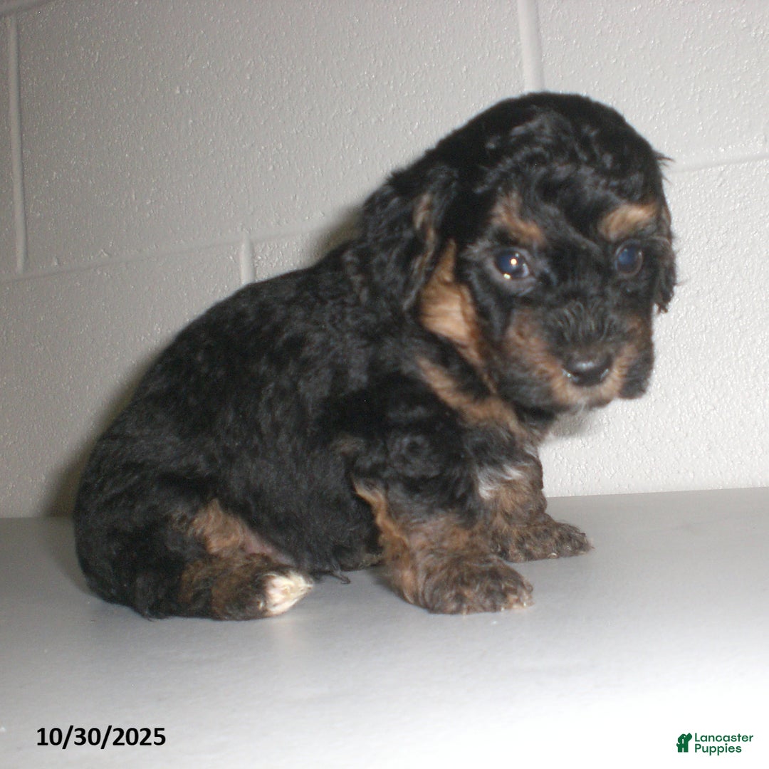 Yorkiepoo dogs for sale: Tyler - Ad 19